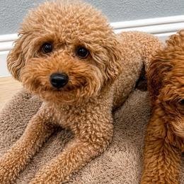 Molly - Poodle