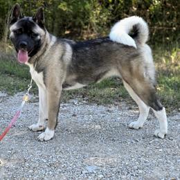 Buffy - Akita