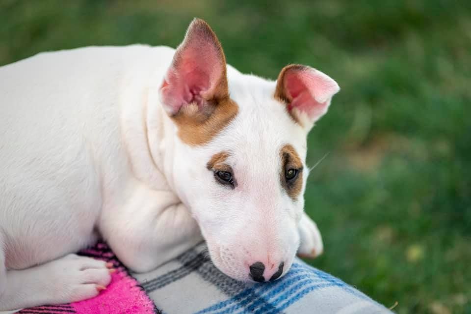 Bull Terrier puppy laying down