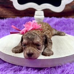 Blanche - Brown female Poodle puppy in Lancaster, Missouri from Cavapoo Acres