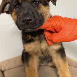 1st pick Girl yellow collar - Black and red female German Shepherd puppy in Hollis Center, Maine from Noble German Shepherds of Maine