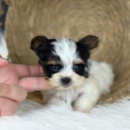 Charles - Black tan and white male Biewer Terrier puppy in Liberty, Texas from Tiny Yorkshire pups