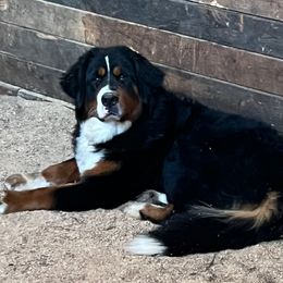 Valentina - Bernese Mountain Dog