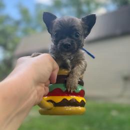 Bluey - Blue merle male Chihuahua puppy in Little Rock, Arkansas from Plum and Pom Kennel