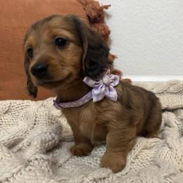 Foxy - Red female Dachshund puppy in Mesa, Arizona from Ruby Desert Doxies
