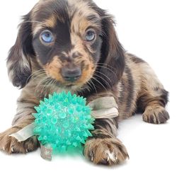 Dachshunds from AKDachshunds