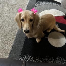 Gypsy - Dachshund
