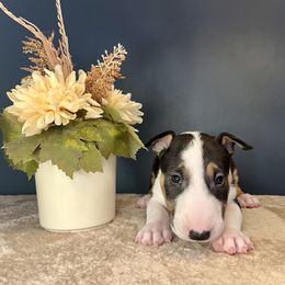 Nehi - Black tan and white male Bull Terrier puppy in Sprauge, Washington from Mark My Words Bull Terriers