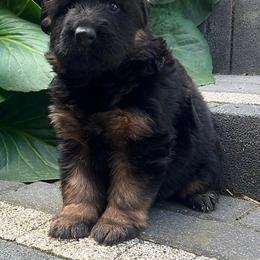 Female 1 - Black and red female German Shepherd puppy in Twin Lake, Michigan from Drago Team ~ Michigan