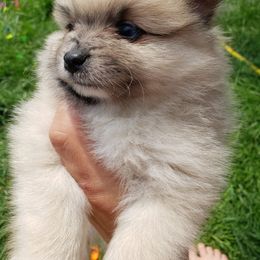 Pomeranian Puppies from KB Pom Pups