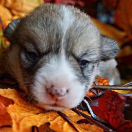 Pembroke Welsh Corgi Puppies from Corgis Hawaii Pleasantstone Aloha Corgis