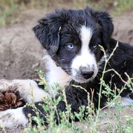Australian Shepherds, Miniature Australian Shepherds, and Toy Australian Shepherds from Within The Nile Aussies LLC