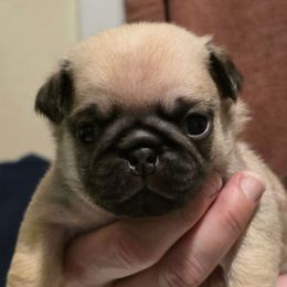 Wapo-Red Collar - Fawn male Pug puppy in New Braunfels, Texas from Kex Pug Haus