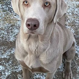 Dilute Retrievers from Meadow Valley Labradors