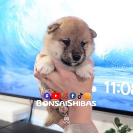 NOODLES - Red male Shiba Inu puppy in Minnesota from BonsaiShibas
