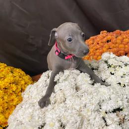 Misty - Blue female Italian Greyhound puppy in Lancaster, Missouri from White Stone Ranch