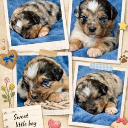 Blue collar - Blue merle male Miniature Australian Shepherd puppy in 32046, Florida from River Hill Ranch