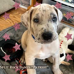 Great Dane Puppies from Split Rock Danes