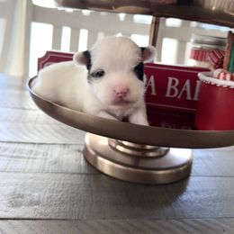 Quinn - Parti male Yorkshire Terrier puppy in Nesbit, Mississippi from Bluff City Yorkies