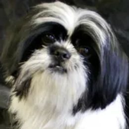 Rascal - Shih Tzu