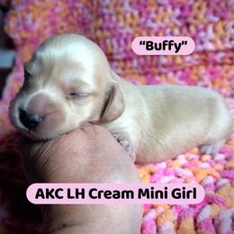 Buffy - Cream female Dachshund puppy in Coal City, Indiana from Angel Blue Dogs