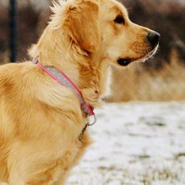 Golden Retrievers and Schnoodles from Bassett Family Ranch