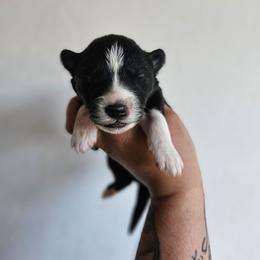 Nezuko - Black and white female Siberian Husky puppy in Buckeye, Arizona from Anime Huskies
