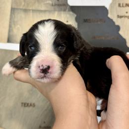 Assorted Doodle Crosses, Aussiedoodle, Australian Mountain Doodle, and Miniature Australian Shepherd Puppies from Aspen Mountain Doodles LLC