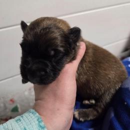 Lime Green Collar Boy - Sable male German Shepherd puppy in Dallas, Pennsylvania from Mountainside German Shepherds