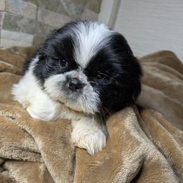 Misty - Black and white female Companion Cross puppy in Clyde, North Carolina from Shawgo Pups