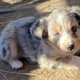 Miniature Australian Shepherd Puppies from C&J Miniature Aussies