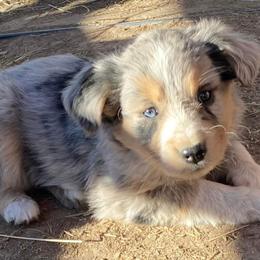 Miniature Australian Shepherd Puppies from C&J Miniature Aussies