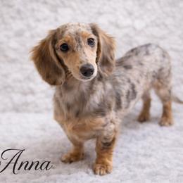 Anna - Dachshund