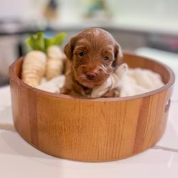 Cypress - Red  male Goldendoodle puppy in Sulphur, Louisiana from Curly Q’s Of Carlyss