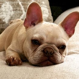 Lemon - French Bulldog