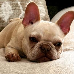 Lemon - French Bulldog