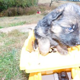 German Shepherd Puppies from Countryside Kennel