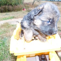 German Shepherd Puppies from Countryside Kennel