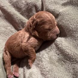 Bonnie - Red  female Goldendoodle puppy in Graham, North Carolina from Geise Meadow Doodles