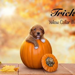 Trick - Red  male Goldendoodle puppy in Mendon, Massachusetts from Comfort & Cuddle Co