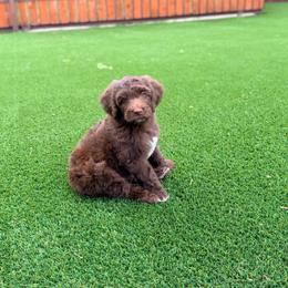 Julian - Chocolate male Goldendoodle puppy in Dallas County, Texas from Dream A Little Doodle