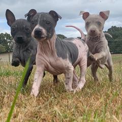 American Hairless Terrier Puppies from Vinegar Hill Kennel