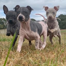 American Hairless Terrier Puppies from Vinegar Hill Kennel