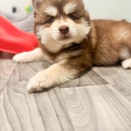 Uni - Red and white male Pomsky puppy in Orange County, California from Pomsky Playpen