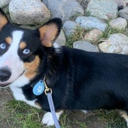 Pembroke Welsh Corgis from Central Valley kennel