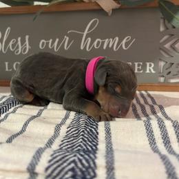 Hot Pink - Blue and rust female Doberman Pinscher puppy in Fort Worth, Texas from Arkwatch Dobermans