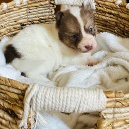 Panda - Chocolate female Pomsky puppy in Greenville, South Carolina from Thicketty Mountain Pomskies