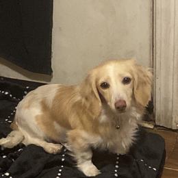 Vanilla - Dachshund
