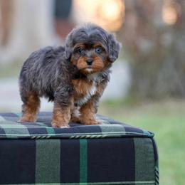 Voodoo - Merle male Bernedoodle puppy in Denham Springs, Louisiana from GimiPup Doodles