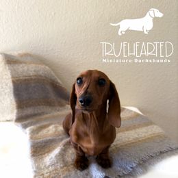 Hannah - Red female Dachshund puppy in Royse City, Texas from Truehearted Miniature Dachshunds